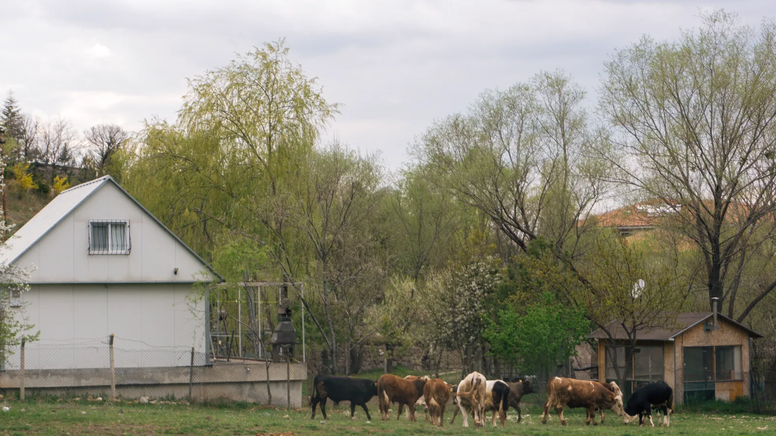 Cattle at a working farm