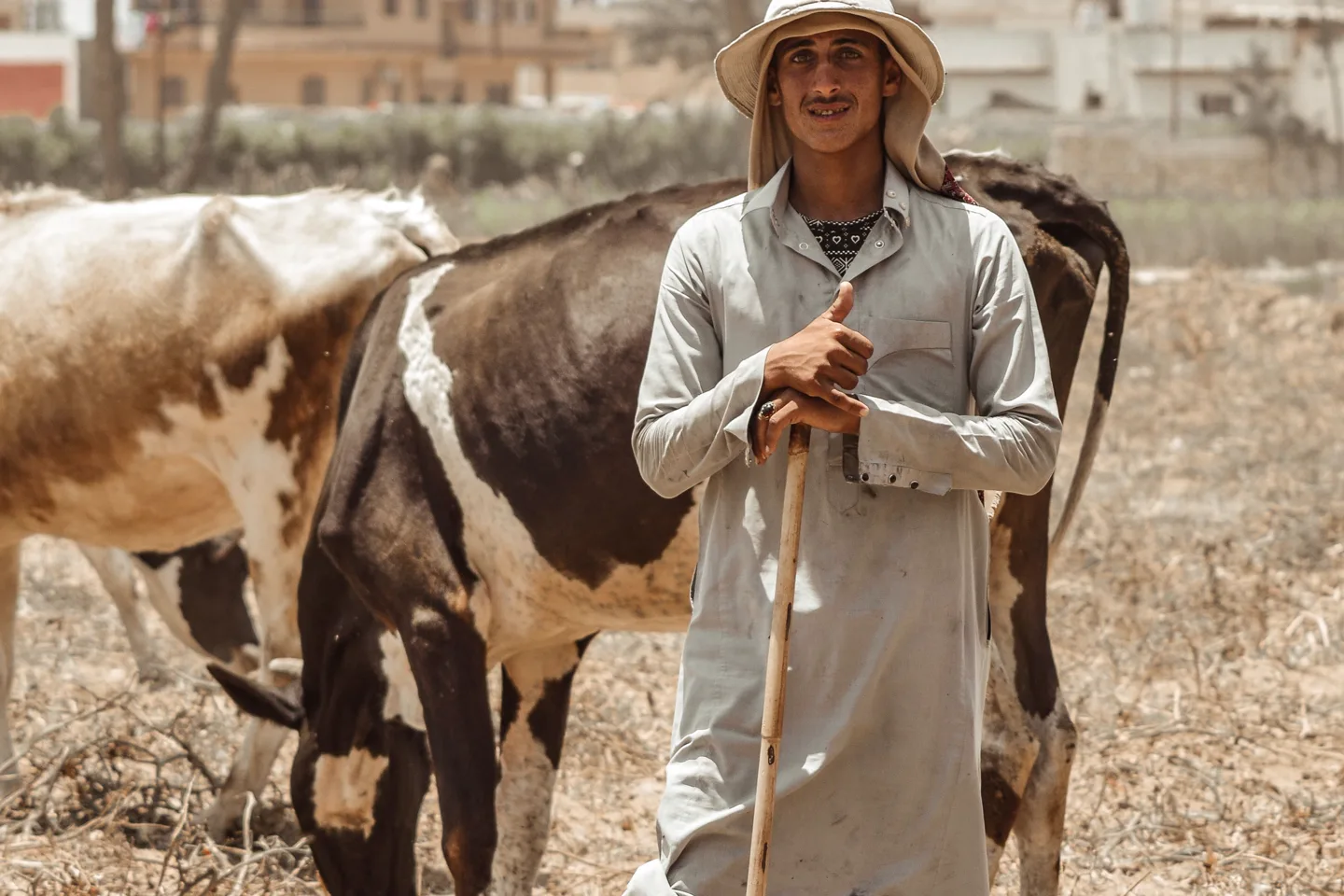 A field operator standing with cattle